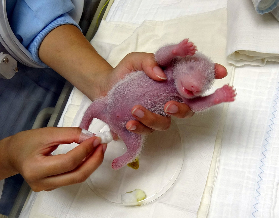 台北市動物園指出，大貓熊寶寶剛出生時性別特徵並不明顯，只能透過生殖器到肛門口的距離，以及生殖器的外部形狀才能稍稍辨別。（台北市動物園提供）中央社記者陳怡璇傳真 109年7月31日