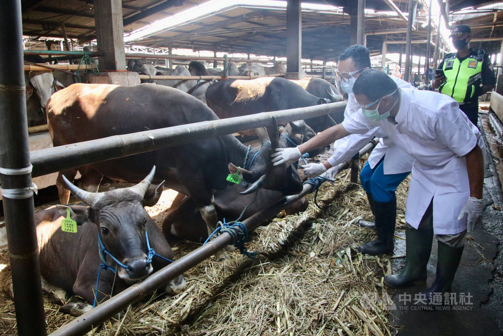雅加達省營的肉品營運商Dharma Jaya在雅加達東區農場飼養上千隻牛羊等牲口,並聘僱醫生照顧動物的健康。圖攝於7月28日中央社記者石秀娟雅加達攝 109年8月1日