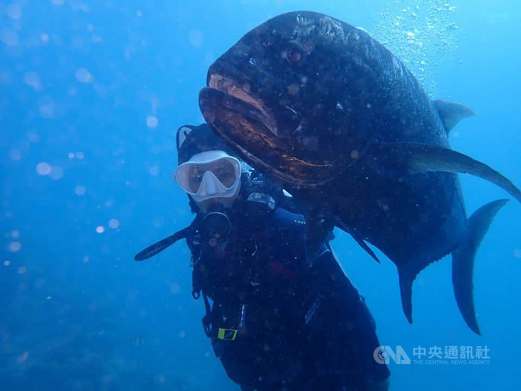 歌手「錦繡二重唱」成員之一錦雯最近在綠島玩了1個月,她潛水、打工換宿樂不思蜀,還結交可愛大朋友牛港鰺。(綠島潛水業者提供)中央社記者李先鳳傳真 109年8月2日