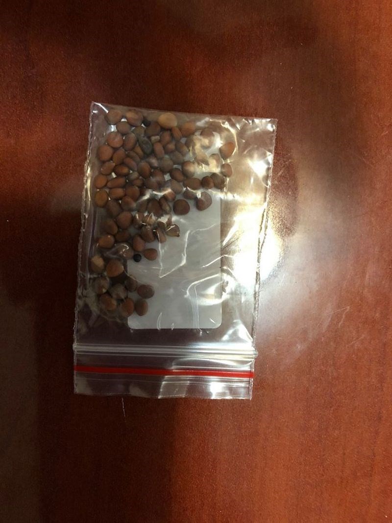 美國農業部鑑定全美各地所收到的可疑種子包裹,確認出包含芥菜、迷迭香、鼠尾草等種子。官員警告可能成為破壞在地生態的外來物種。(圖取自facebook.com/USDA)