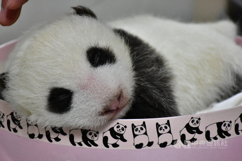 台北市立動物園的大貓熊「圓仔妹」體重已突破2公斤,身上也長出更多毛髮,外表更有大貓熊樣。(台北市立動物園提供)中央社記者李宛諭傳真 109年8月5日