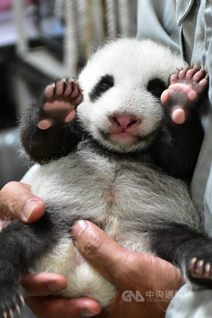 台北市立動物園表示,大貓熊「圓仔妹」達38日齡,體重也突破2公斤,外表更有大貓熊樣;為確保安全,保育員都得用雙手穩穩抱起「圓仔妹」以量體重。(台北市立動物園提供)中央社記者李宛諭傳真 109年8月5日