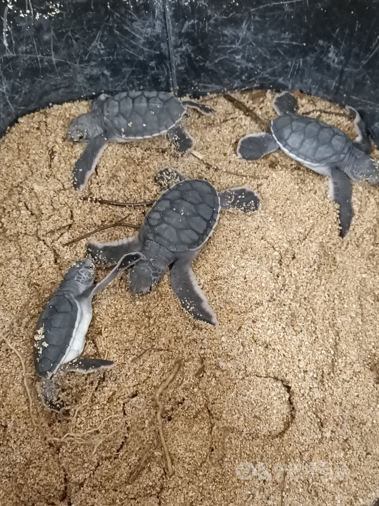 澎湖縣望安鄉長瀨仔沙灘的小綠蠵龜近日順利孵化,澎湖縣農漁局憂心因連日降雨影響小綠蠵龜寶寶生存,派員前往搶救,將4隻小綠蠵龜送往水試所海龜救傷中心救護收容。(澎湖縣農漁局提供)中央社 109年8月5日