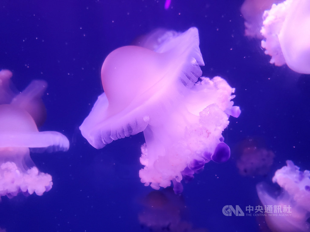 海生館復育荷包蛋水母有成並開始展示,荷包蛋水母又稱地中海水母,館內以豐年蝦做為水母餌料,遊客如果發現荷包蛋水母的「蛋黃」中充滿橘色小點,那就是荷包蛋水母剛享用完豐年蝦。(海生館提供)中央社記者郭芷瑄傳真 109年8月8日
