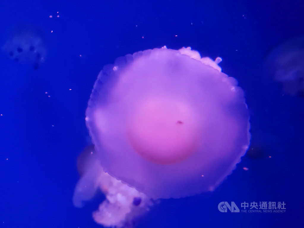 位於屏東車城鄉的國立海洋生物博物館近年來頻頻有新生物復育成功,最近復育成功的荷包蛋水母,又稱為地中海水母,外型就像個水波蛋。(海生館提供)中央社記者郭芷瑄傳真 109年8月8日
