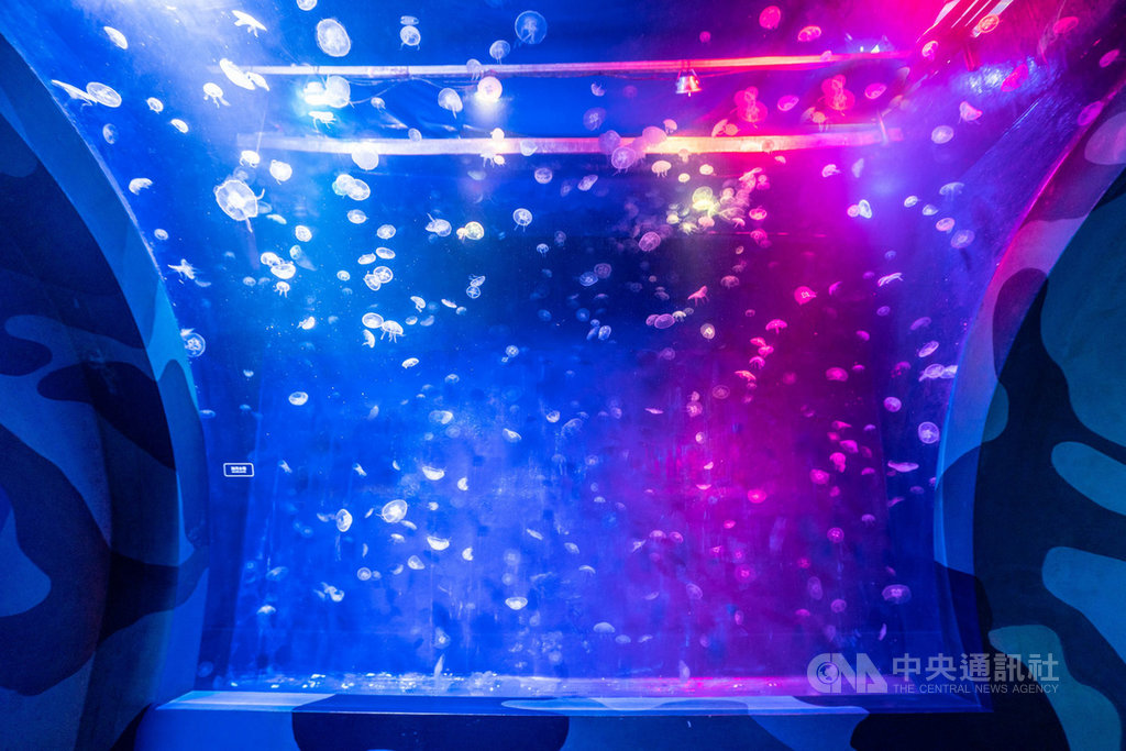 屏東國立海洋生物博物館近年來自行復育多種海洋生物,在水母部分成功復育了海月水母、仙后水母、端鞭水母及最近的荷包蛋水母等。圖為海生館的水母牆。(海生館提供)中央社記者郭芷瑄傳真 109年8月8日