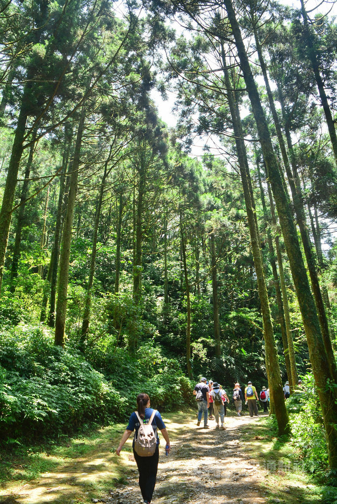 新北市觀光旅遊局8日表示,坪溪古道屬淡蘭古道坪溪段,是百餘年前日治時期為運送木材的林道;古道平坦寬敞,兩旁遍植柳杉林,遊走其中可享受滿滿芬多精洗禮。中央社記者黃旭昇新北市攝 109年8月8日