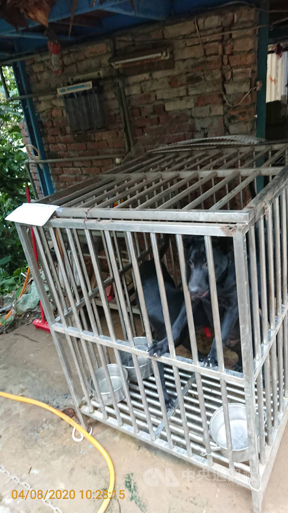 台北市動保處4月獲報、巡查,發現信義區山區有3犬僅飼養在約1.1平方公尺的白鐵籠內,經勸導複查仍未改善,首次依「台北市犬貓飼養基本照護規則」針對飼養空間不足違規情形開出罰單。(台北市動保處提供)中央社記者黃麗芸傳真 109年8月10日