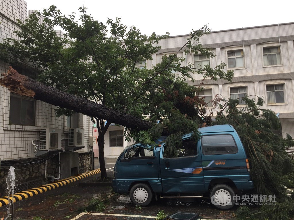 颱風米克拉11日直撲金門,對金門造成零星災損,縣府也傳出災情,一輛停在辦公大樓後方停車場的廂型車被南洋杉壓毀,車頭幾乎全毀。中央社記者黃慧敏攝 109年8月11日