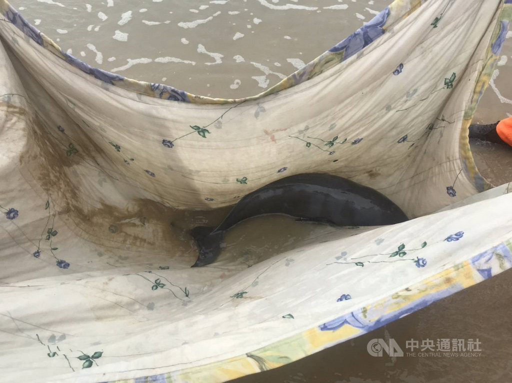 海巡署金馬澎分署第九(金門)岸巡隊11日表示,在成功海堤岸際發現一隻活體小型海豚,長約70公分、寬約25公分受困沙灘,相關單位人員完成鯨豚初步照護後帶回水試所,待日後恢復體力再海放。(金門岸巡隊提供)中央社記者黃慧敏傳真 109年8月11日
