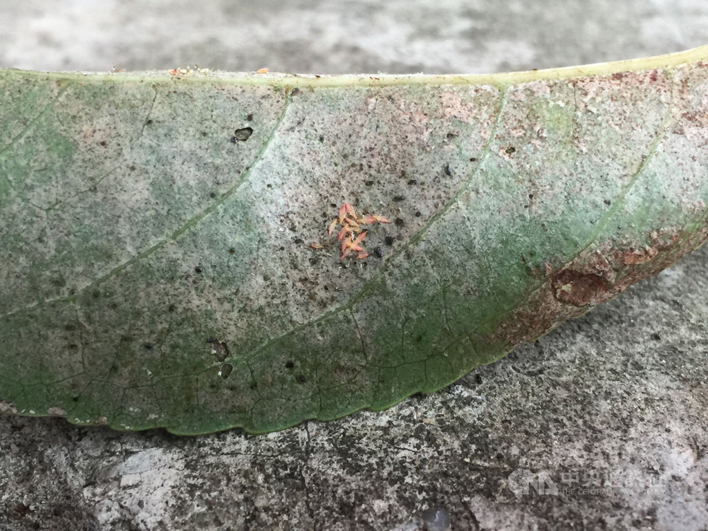 苗栗縣公館鄉鶴岡村伯公廟旁的樟樹和茄苳樹,相傳有千年樹齡、盤根交錯,被封為「鶴岡之寶、鶼鰈老樹情」,其中茄苳樹受黑薊馬侵害,嚴重落葉。(苗栗縣政府提供)中央社記者管瑞平傳真 109年8月12日