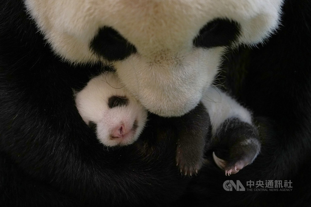 台北市立動物園表示,大貓熊「圓圓」母愛大噴發,當寶寶「圓仔妹」哭鬧聲比較劇烈時,會發出類似羊叫的聲音安撫。(台北市立動物園提供)中央社記者李宛諭傳真 109年8月12日