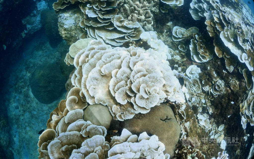 由於今年夏季持續高溫,至今沒有颱風,墾丁和小琉球海底珊瑚白化程度嚴重,墾丁資深潛水教練蔡永春盡量勸導潛水遊客不要用保養品,希望能為珊瑚復原出點力。(蔡永春提供)中央社記者郭芷瑄傳真 109年8月12日