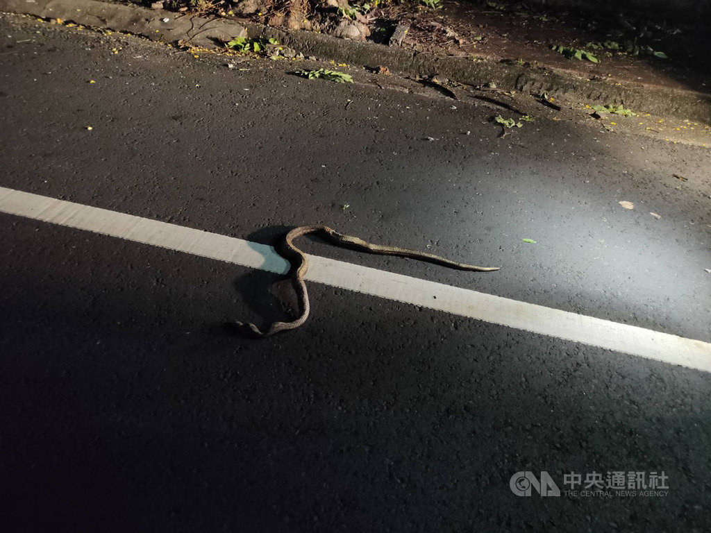 嘉義市消防局13日晚間接獲民眾報案指聽到戶外有爆炸聲,隱約看到火光,隨即住家停電;救災人員到場發現一尾長約1公尺半的臭青母已燒成蛇乾,掛在高處電線桿上,研判應為蛇爬上電線桿導致短路,經台電人員搶修後748戶住家恢復供電。(消防局提供) 中央社記者姜宜菁傳真 109年8月14日