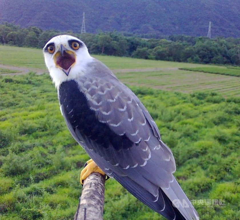 屏東科技大學鳥類生態研究室14日表示,與「香蕉鳥工作室」合作推出的黑翅鳶Line貼圖,在各路網友敲碗期待下終於正式上架,銷售收入將全數作為猛禽保育和研究用途。(屏科大鳥類生態研究室提供)中央社記者郭芷瑄傳真 109年8月14日