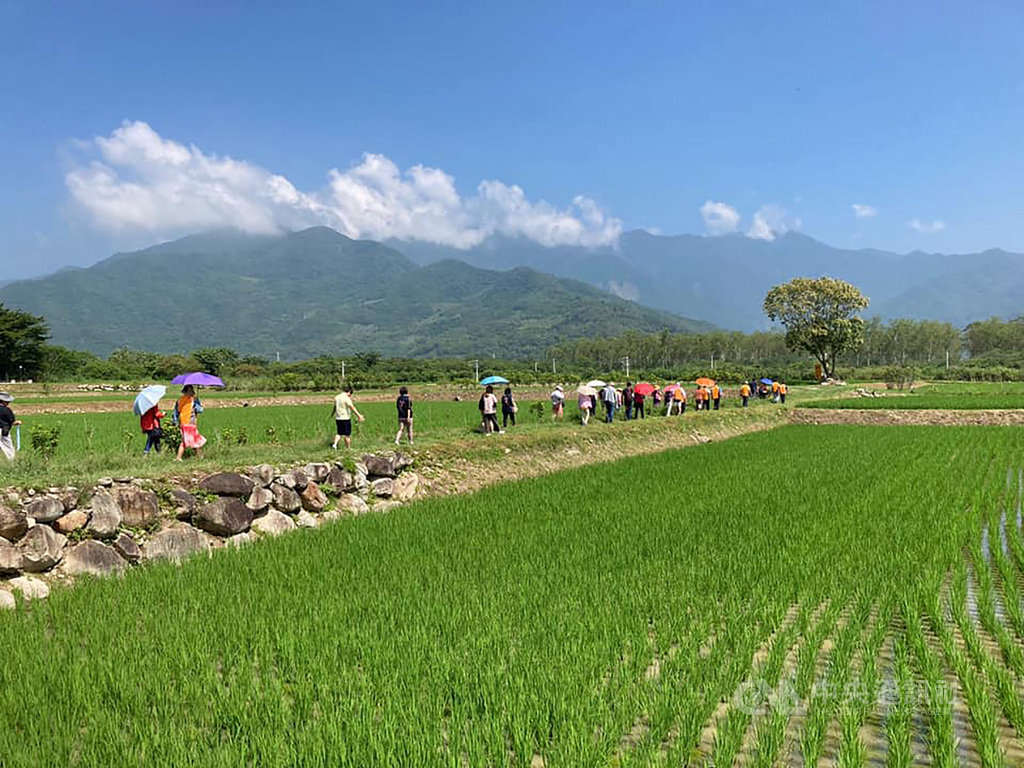 媲美金城武樹池上神之米田區觀光客暴增 地方 中央社cna