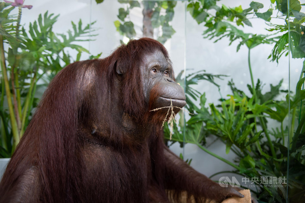 紅毛猩猩貝比製成標本回歸新竹市立動物園食堂 生活 中央社cna