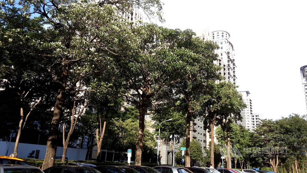 黑板樹也稱糖膠樹、橡皮木,原產地在印度、澳洲及非洲等熱帶地區,台灣引進後栽培在平地,對空氣污染抵抗力強,生長迅速、樹形高大。(林務局提供)中央社記者楊淑閔傳真 109年8月29日