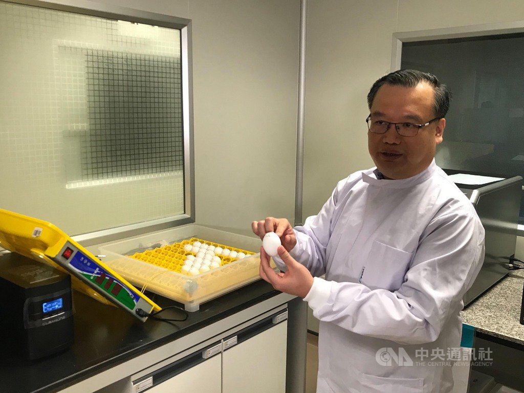 泰國國家基因工程及生物科技研究中心(BIOTEC)轄下的疫苗研發團隊利用雞蛋研發流行病的疫苗。中央社記者呂欣憓曼谷攝 109年8月30日