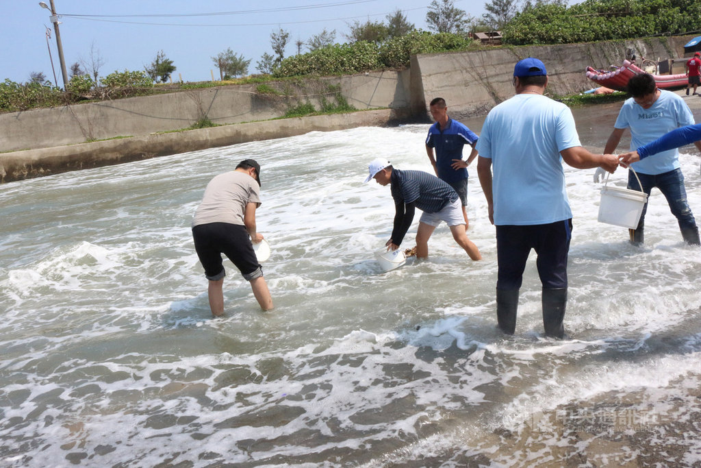 苗栗縣政府響應國際慢魚運動,推廣復育漁業資源,2日在通霄鎮新埔漁港舉辦魚苗放流活動,因適逢漲潮,為考量安全,以人力接駁方式傳遞,交由漁民將約1萬尾的烏格(俗稱黑鯛)放流至大海。中央社記者管瑞平攝 109年9月2日