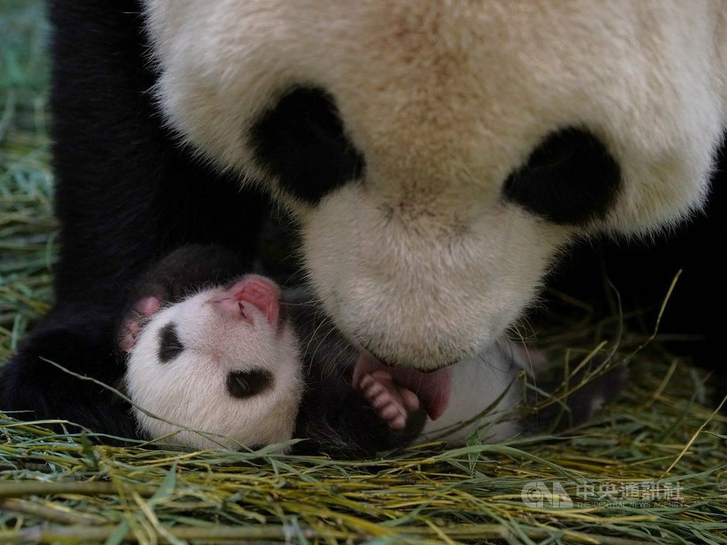 台北市立動物園指出,大貓熊「圓圓」為了避免洩漏寶寶行蹤躲避天敵,會將「圓寶」的糞便吃掉。(台北市立動物園提供)中央社記者陳怡璇傳真 109年9月4日