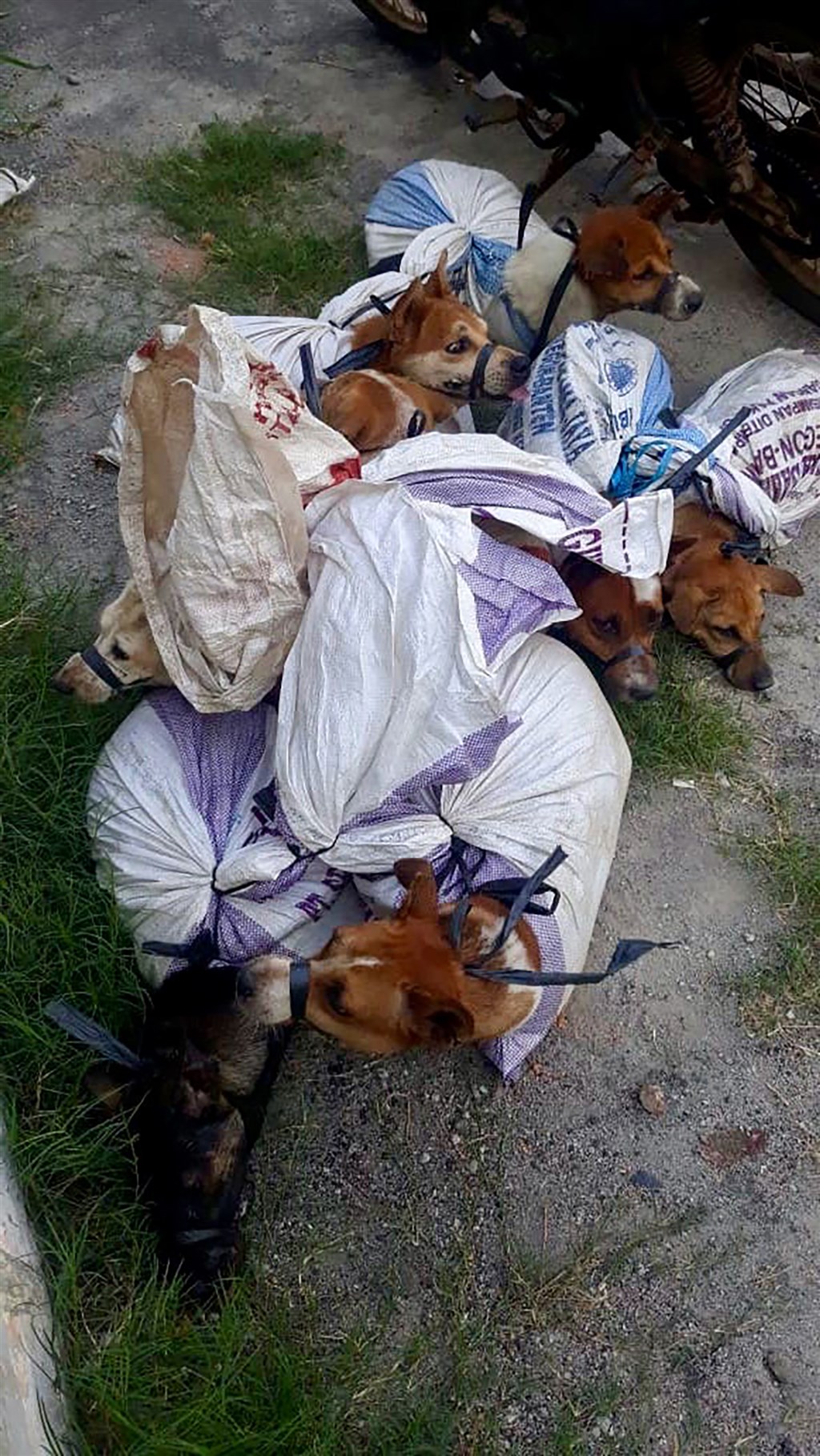 印尼動保團體調查,印尼每年有超過一百萬隻狗被屠宰食用,許多狗被捕後,四肢和頭、嘴部都被綁上繩索,裝入麻布袋,送到屠宰場。(雅加達佩加天動物收容所提供)中央社記者石秀娟雅加達傳真 109年9月6日