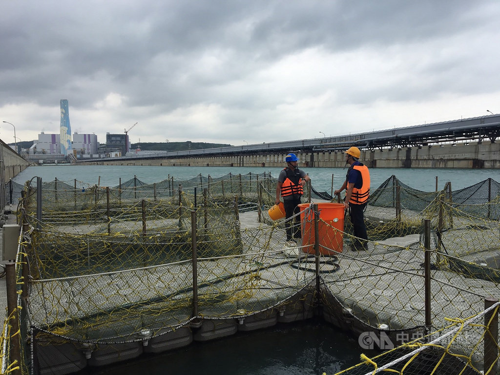 台電在林口電廠實施「海洋牧場」計畫,利用電廠溫排水進行箱網養殖,有助養殖魚類順利度過冬季低溫與寒害。(台電提供)中央社記者楊舒晴傳真 109年9月12日