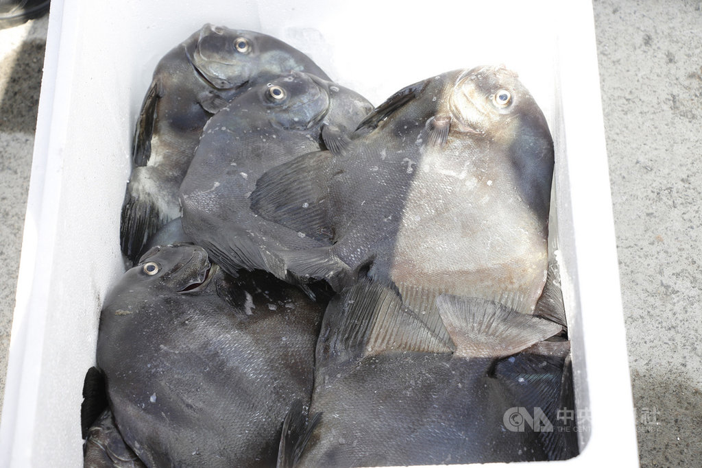 台電表示,利用電廠溫排水養殖的魚類通過重金屬含量檢測及魚病檢測,符合國家食品安全衛生標準。(台電提供)中央社記者楊舒晴傳真 109年9月12日