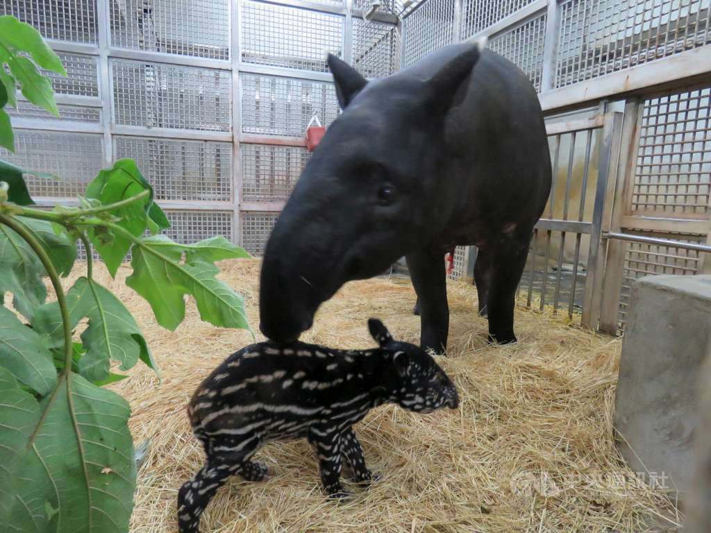 台北市立動物園馬來貘「貘芳」13日產下一隻男寶寶,新生寶寶體重5.1公斤,深褐色身軀布滿白色花斑及條紋。(台北市立動物園提供)中央社記者李宛諭傳真 109年9月14日