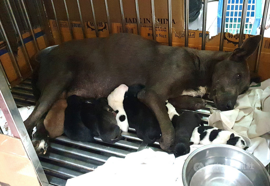 台灣動物緊急救援小組遠赴南投救援雙前腳掌疑被捕獸夾切斷的懷孕母犬,經帶返高雄待產,母犬順利產下7隻可愛的幼犬。(台灣動物緊急救援小組提供)中央社記者王淑芬傳真 109年9月15日