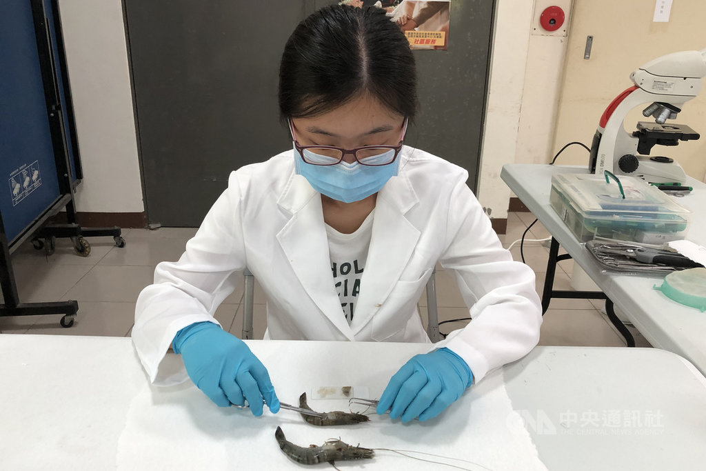 屏東佳冬螯蝦場檢出十足目虹彩病毒(DIV-1),雖然台南市尚未檢出十足目虹彩病毒,也沒有傳出疫情,台南市農業局指示動物防疫保護處要嚴陣以待,並針對養殖戶加強防疫輔導。圖為動保處檢測蝦隻。(台南市動保處提供)中央社記者楊思瑞台南傳真 109年9月15日