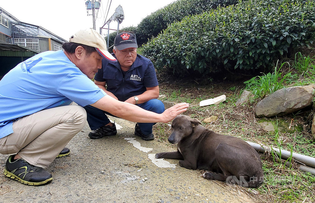台灣動物緊急救援小組日前到南投救援兩腳掌疑被捕獸夾切斷的懷孕母犬,並帶返高雄動物醫院照護。(台灣動物緊急救援小組提供)中央社記者王淑芬傳真 109年9月15日