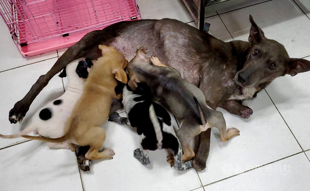台灣動物緊急救援小組到南投救援雙前腳掌疑被捕獸夾切斷的懷孕母犬,牠順利產下7隻幼犬,還負傷哺乳,救援小組歡迎民眾認養。(台灣動物緊急救援小組提供)中央社記者王淑芬傳真 109年9月15日