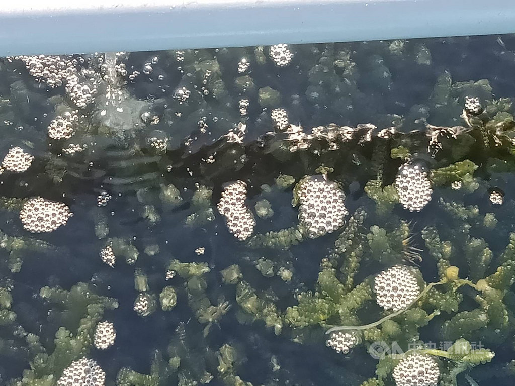 澎湖縣農漁局成功研發海藻養殖模組,目前輔導有5家養殖業者生產海葡萄(圖),3家養殖業者生產鋸齒麒麟菜,海葡萄富含DHA、鈣、鐵、維生素B、維生素C等營養價值豐富,具有降血壓效果。中央社 109年9月16日
