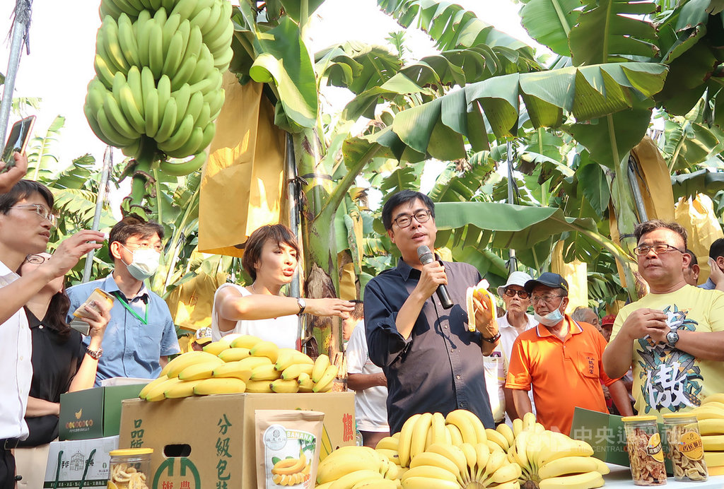 高雄市長陳其邁(持麥克風者)16日到旗山一處香蕉園與農民對話,並大啖香蕉,允諾為香蕉及相關加工產品等加強促銷,盼助農民紓解產銷失衡壓力。中央社記者王淑芬攝 109年9月16日