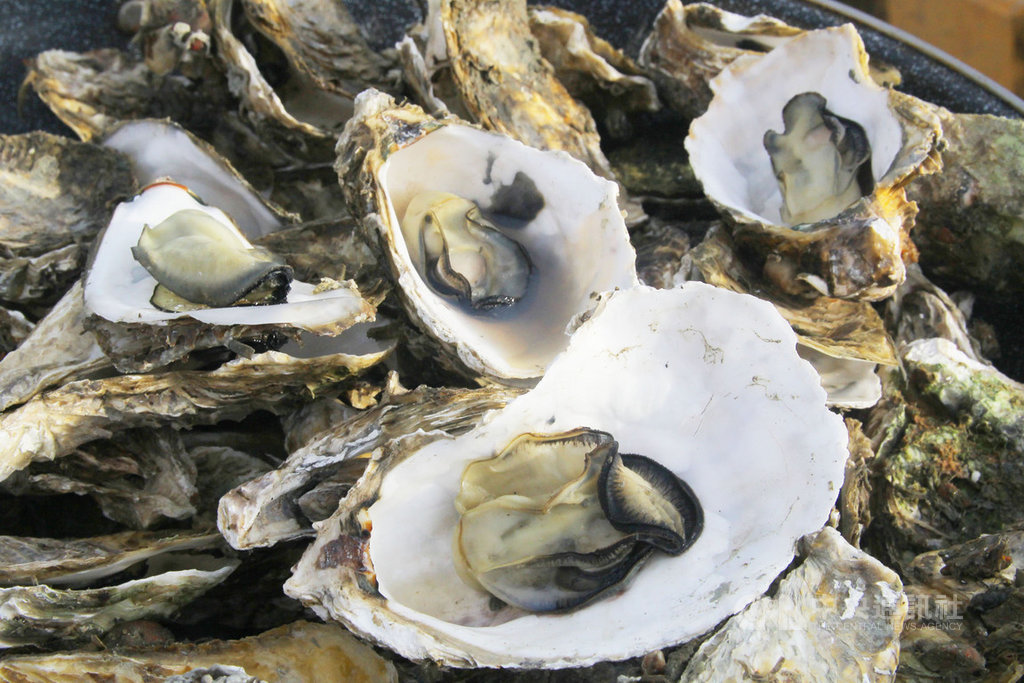 嘉義縣農業處表示,嘉義縣的「蚵仔」(牡蠣),是生長於無污染的海水之下,比較其他地方所產牡蠣,體型較大、口感滑順、海味十足、肥美多汁,盛產季自6月到9月底,現在嘗鮮正是時候。(嘉義縣政府提供)中央社記者蔡智明傳真 109年9月16日
