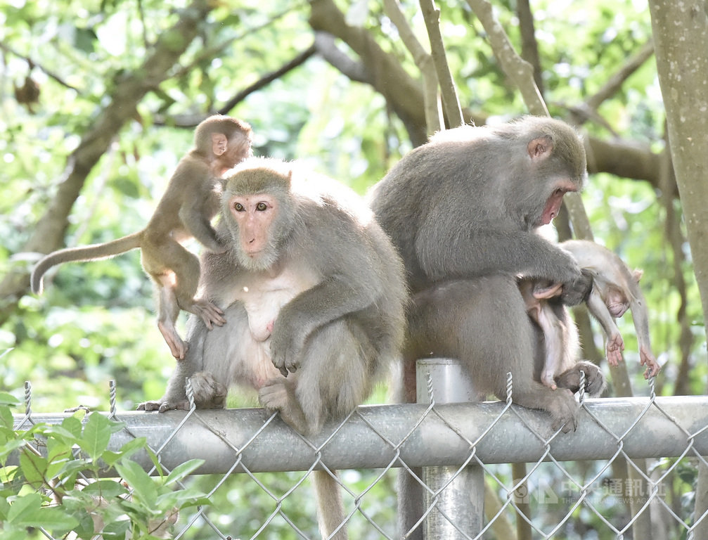高雄市壽山國家自然公園委外拍攝宣導短片「猴諧和諧」,盼能減少人猴衝突,並獲「第53屆休士頓國際影展」雷米白金獎殊榮。圖為壽山公園內獼猴們群聚玩耍。中央社記者董俊志攝 109年9月17日