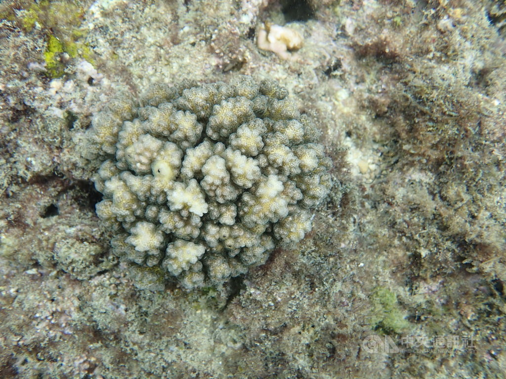 極端氣候造成的高溫,全球各地珊瑚白化嚴重,海生館學者樊同雲選育耐熱種尖枝鹿角珊瑚在海生館內進行養殖,再將養出的珊瑚野放在海水環境較好的海域讓它生長繁殖。(樊同雲提供)中央社記者郭芷瑄傳真 109年9月17日