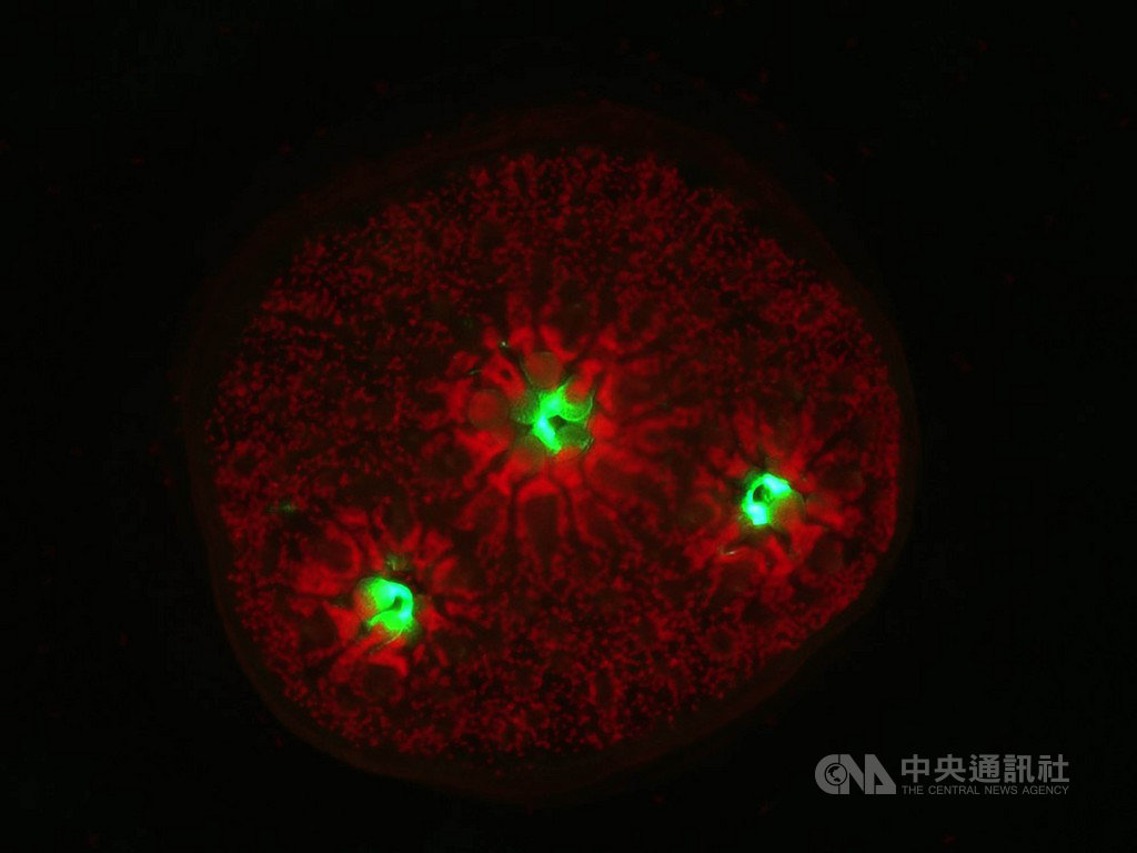 東華大學海生所所長林家興獨步全球研究「具共生藻的珊瑚幼生冷凍保存」,所領導的低溫生物學實驗室團隊,目前已建立數十種珊瑚冷凍保存基礎的研究資料及經驗,並積極推廣「珊瑚醫院」,避免珊瑚絕種。圖為實驗中的著苗珊瑚。(林家興提供)中央社記者郭芷瑄傳真 109年9月17日