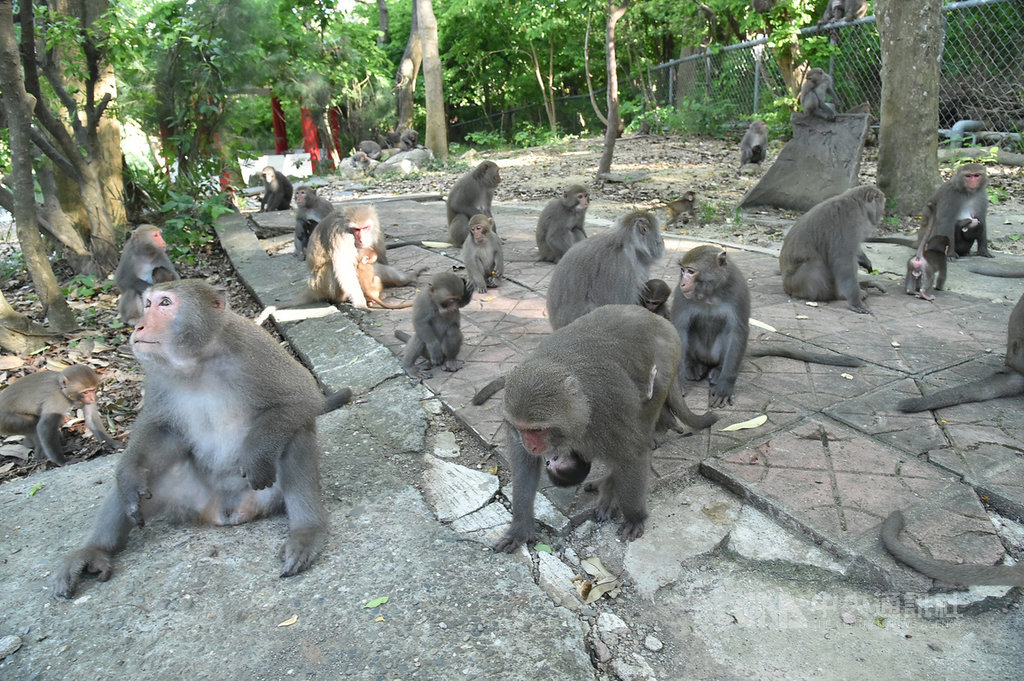 壽山國家自然公園籌備處指出,遊客因與獼猴近距離接觸,常有不當餵食,改變獼猴覓食行為,甚至導致人猴衝突,因此宣導「3不」,盼大家遵守「不餵食、不挑釁、不接觸」原則,減少人猴衝突,快樂遊壽山。圖為猴群聚集壽山公園內一角休憩。中央社記者董俊志攝 109年9月17日