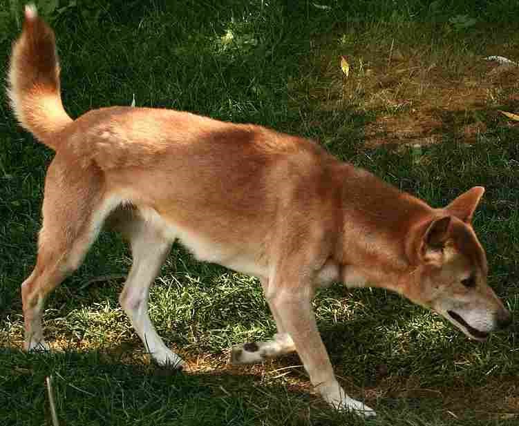 嚎叫聲特殊的新幾內亞唱犬(圖)曾被認為絕跡近50年,但美國學者近日表示,唱犬祖先近年曾在印尼巴布亞省出現。(圖取自維基共享資源;作者:Patti McNeal,CC BY 2.0)
