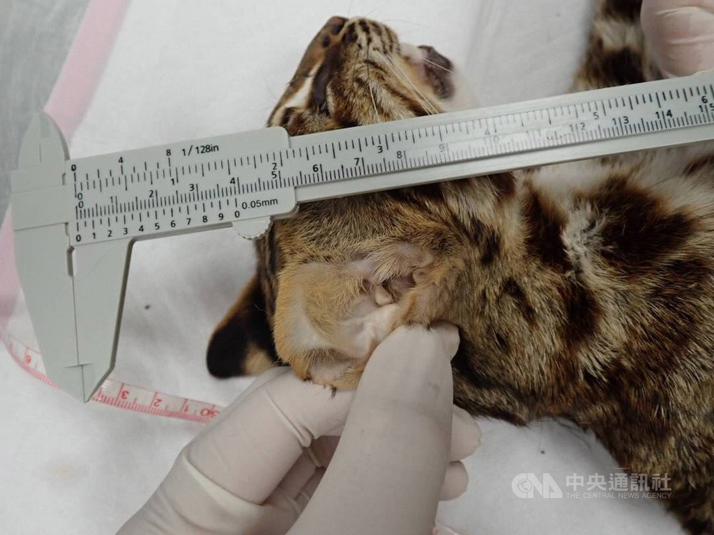 苗栗縣銅鑼鄉山區18日有民眾發現1隻石虎屍體,經檢查為6個月大公石虎,縣府農業處表示,死亡石虎身體腹部有多處咬傷痕跡,不排除是犬殺。(苗栗縣政府提供)中央社記者管瑞平傳真 109年9月18日