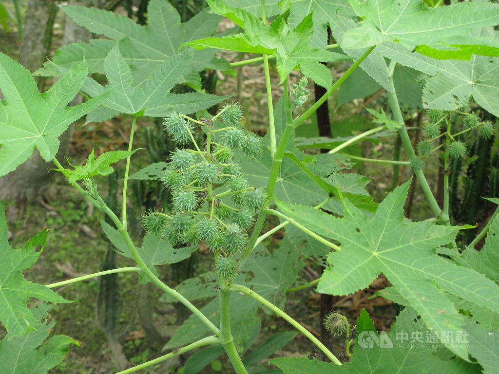 美國媒體報導,美國當局攔截到一封寄往白宮的信件,內含致命蓖麻毒素(Ricin)。毒物科醫師顏宗海說,作為生化武器用的蓖麻毒素,目前沒有解毒劑,醫學臨床上採支持性療法(例如插管、裝呼吸器等),即見招拆招方式處理。圖為蓖麻植株。(農委會花蓮區農改場提供)中央社記者楊淑閔傳真 109年9月20日