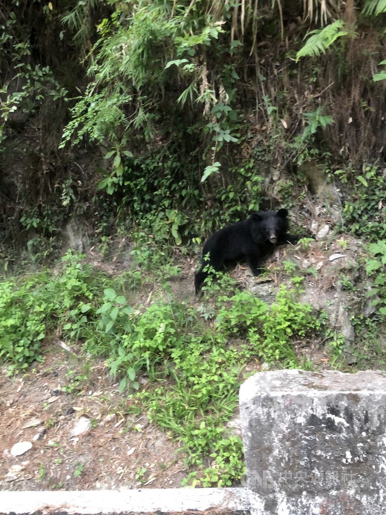 台東縣海端鄉碧山溫泉至利稻村之間的南橫公路上,20日傍晚有村民發現一隻台灣黑熊,黑熊從山壁滑下來又奮力爬上去,可愛模樣被民眾用手機拍下。(民眾提供)中央社記者李先鳳傳真 109年9月20日