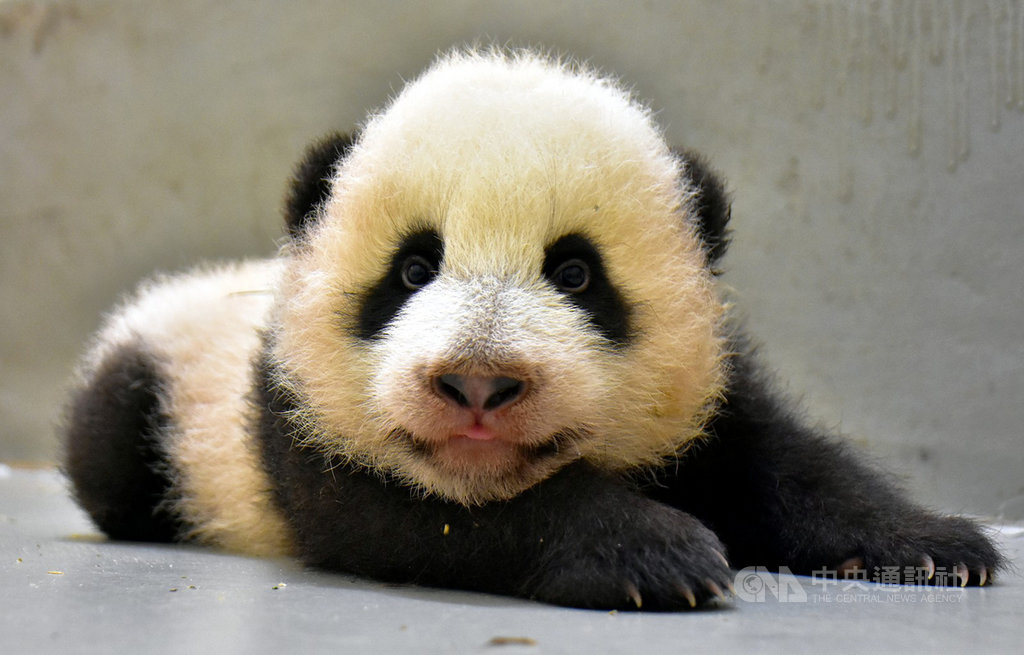 大貓熊寶寶「圓寶」21日85日齡,體重5123公克。(台北市立動物園提供)中央社記者李宛諭傳真 109年9月21日