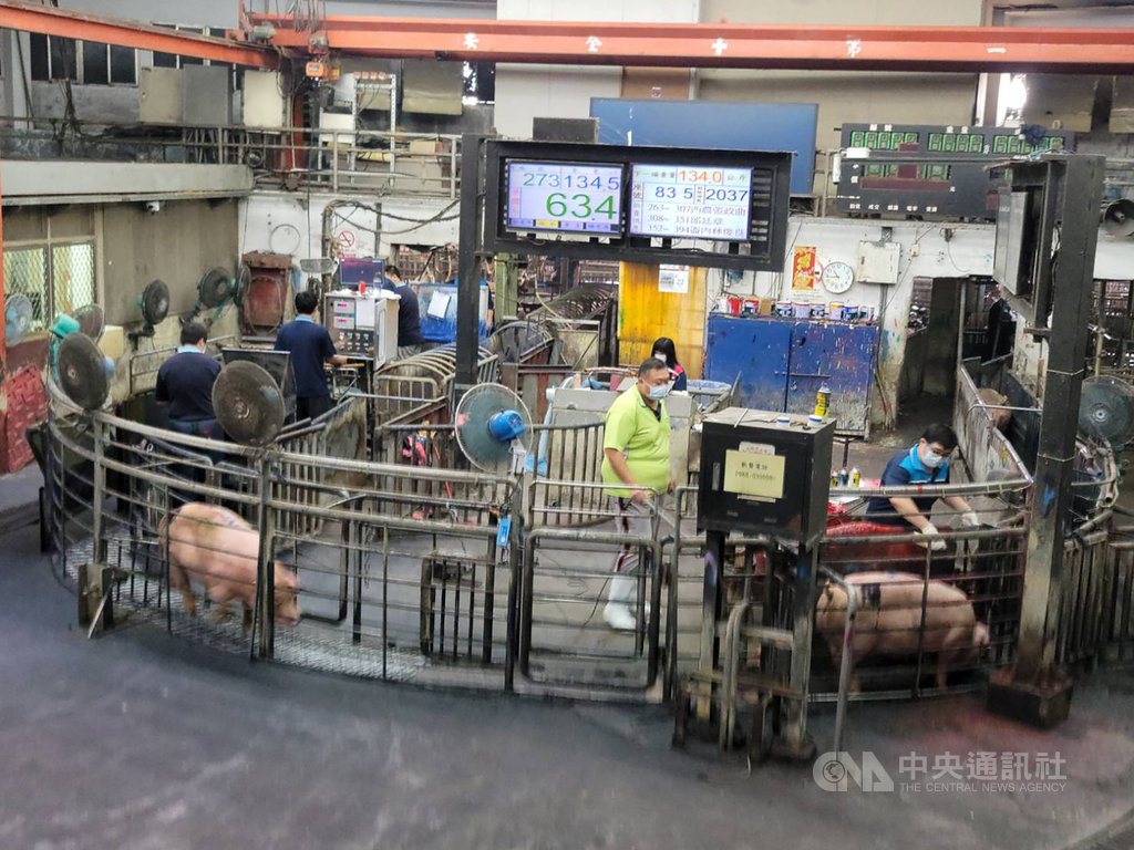雲林肉品市場近期豬隻拍賣頭數由約2500頭下降至2200頭,減少數百頭,但拍賣價格卻下跌,雲林縣肉品市場總經理黃加安22日說,豬價是市場自由機制,市場已配合農委會要求請豬農每日減少出豬頭數。中央社記者姜宜菁攝 109年9月22日