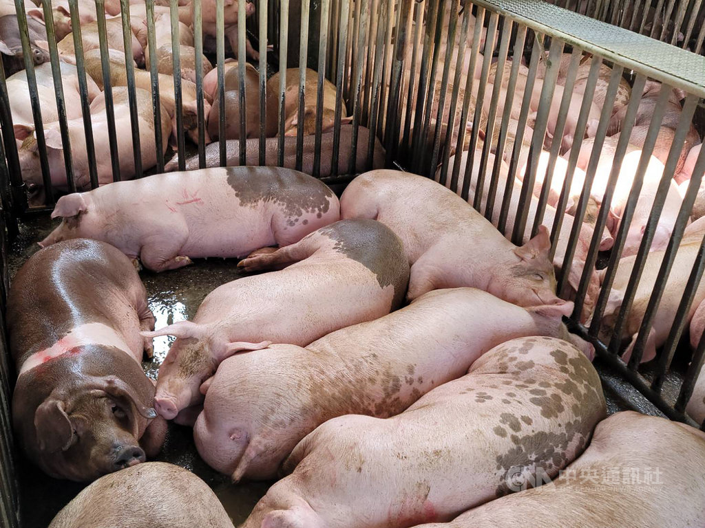 雲林肉品市場近期豬隻拍賣頭數由約2500頭下降至2200頭,減少數百頭,但拍賣價格卻下跌,雲林縣政府已規劃一系列豬肉行銷活動,推廣轄內優質豬肉產品。 中央社記者姜宜菁攝 109年9月22日