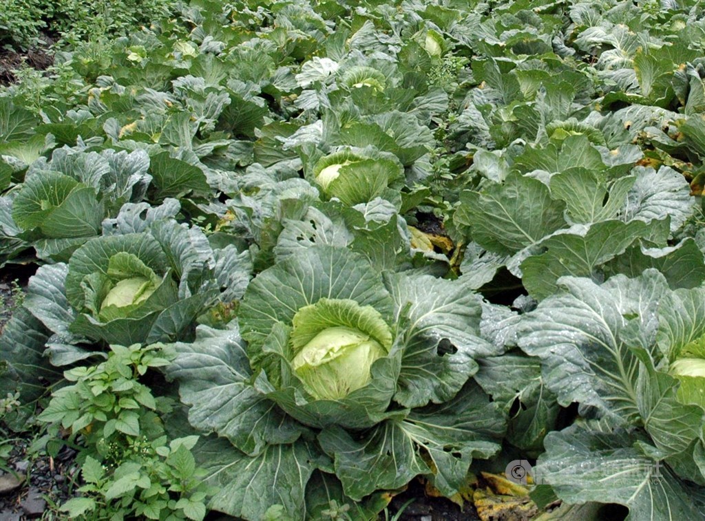 高麗菜育苗場連續2旬售出量破540萬株(紅燈),已逼近「紫爆」,農糧署副署長蘇茂祥22日表示,已發9000筆簡訊警示農民別搶種。(中央社檔案照片)