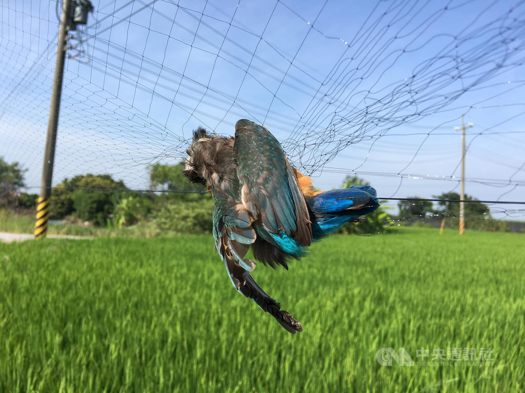 嘉義近日有農民私自架捕鳥網阻止鳥類啄食作物,造成數十隻鳥掛網死亡,嘉義縣農業處23日指出,未經許可架網觸犯動保法,已派員逕行拆除鳥網。(陳建樺提供)中央社記者蔡智明傳真 109年9月23日