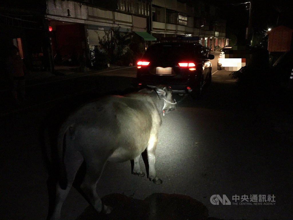 苗栗縣通霄警分局23日指出,烏眉派出所員警深夜巡邏,赫見一隻大水牛在路旁呼呼大睡,因牛隻體型龐大,屁股凸出占用車道邊線,該處光線昏暗,員警擔心衍生交通事故,急尋飼主將水牛領回。(警方提供)中央社記者管瑞平傳真 109年9月23日